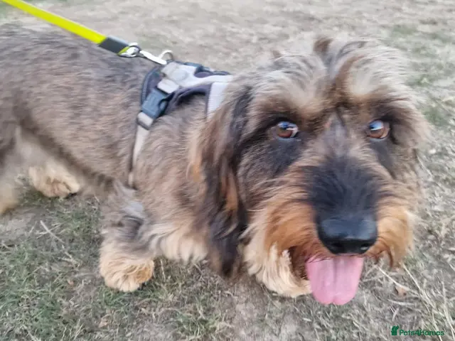 Dachshund dogs Wirehaired dachshund for stud - Advert 1