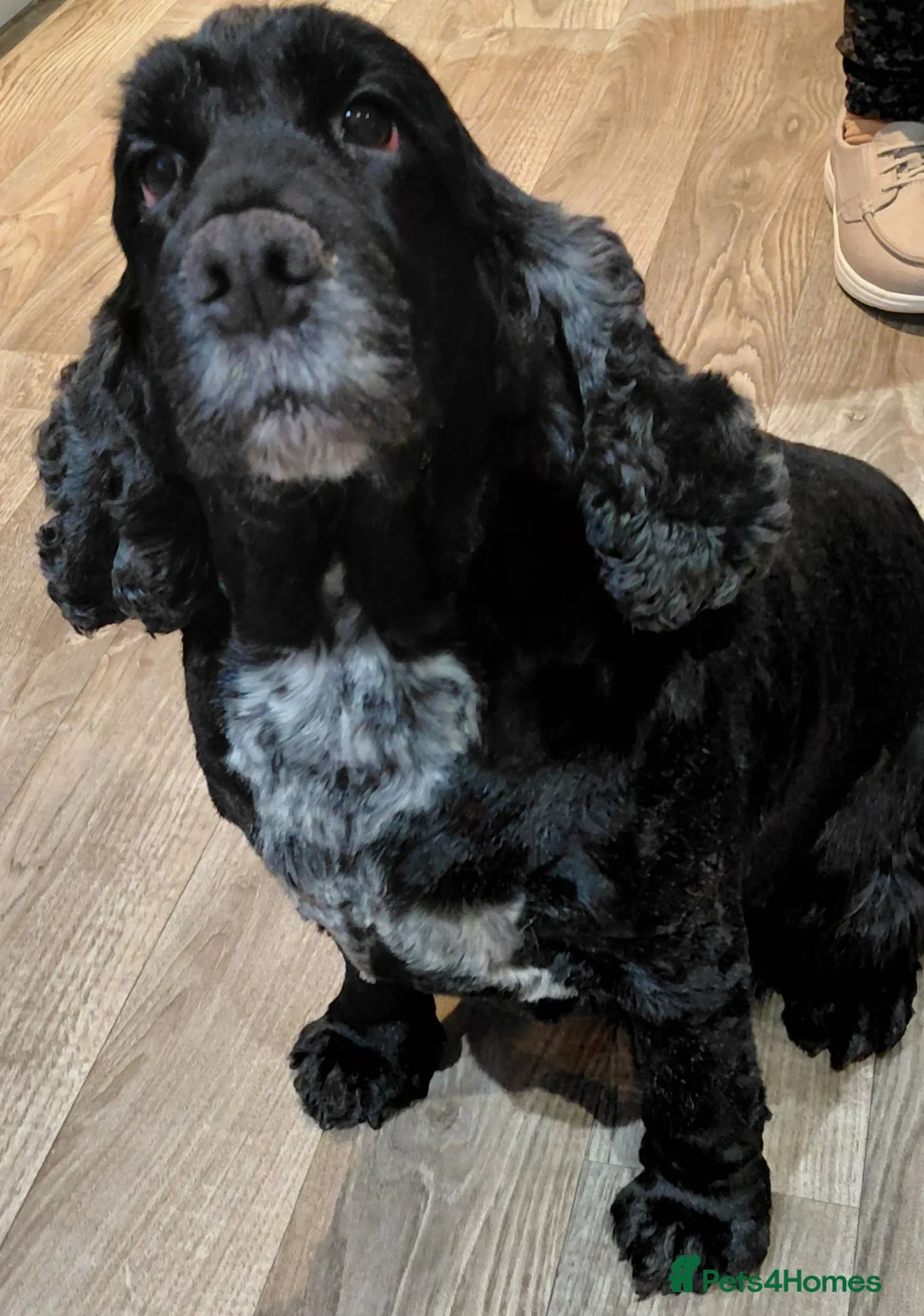 Cavalier King Charles Spaniel dogs for sale: King charles cavalier and cocker spaniel - Advert 5