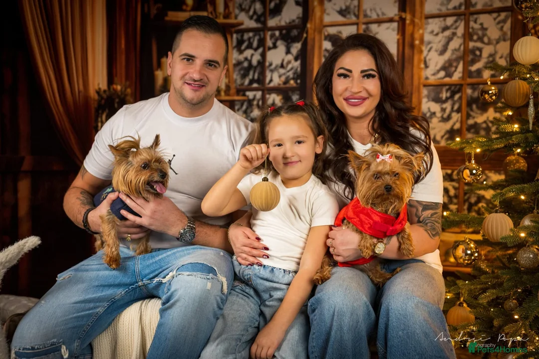 Yorkshire Terrier dogs for sale: Yorkshire Terrier mini  - Advert 13