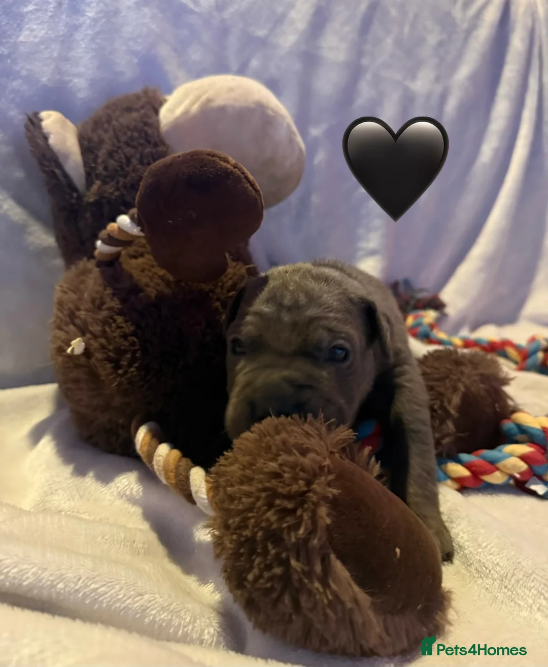 Cane Corso dogs for sale: Cane corso puppies ICCF registered  - Advert 17