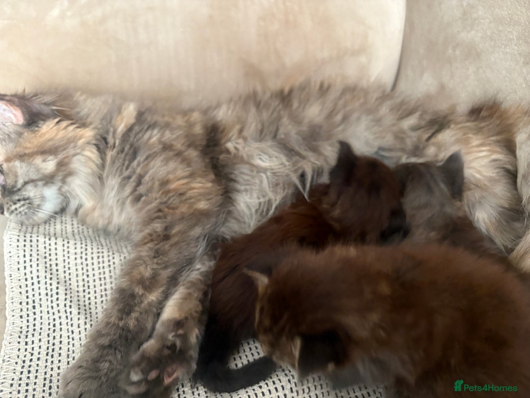 Maine Coon cats for sale: Chocolate main coons - Image 12