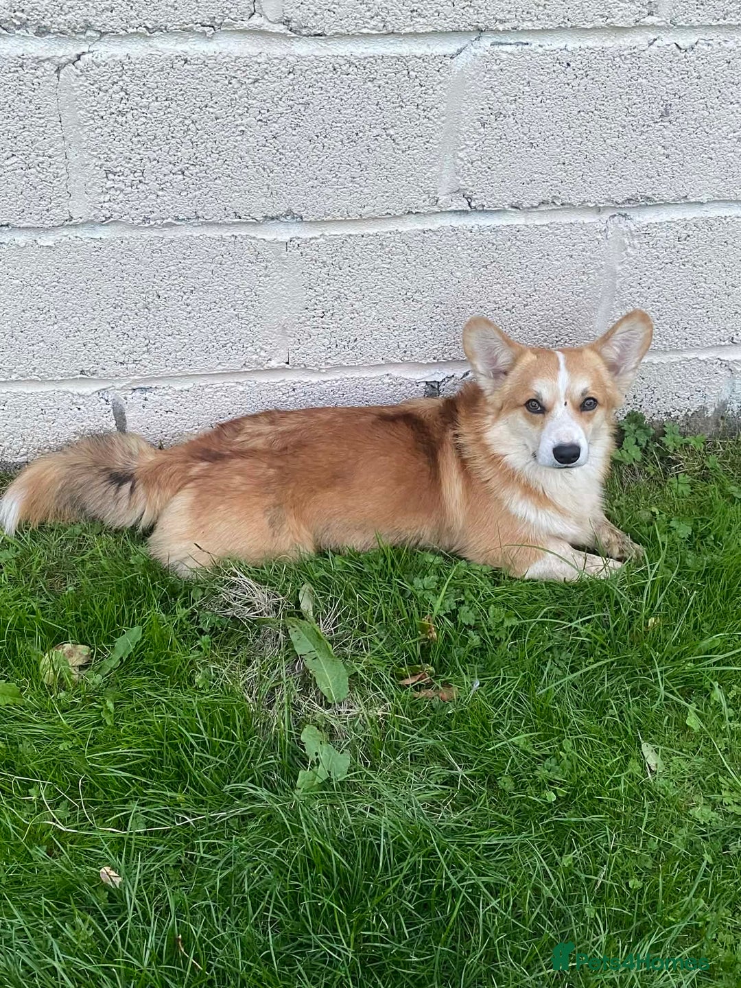 Welsh Corgi Pembroke dogs for sale: 5 KC Reg champ bloodlines & health tested parents - Advert 3