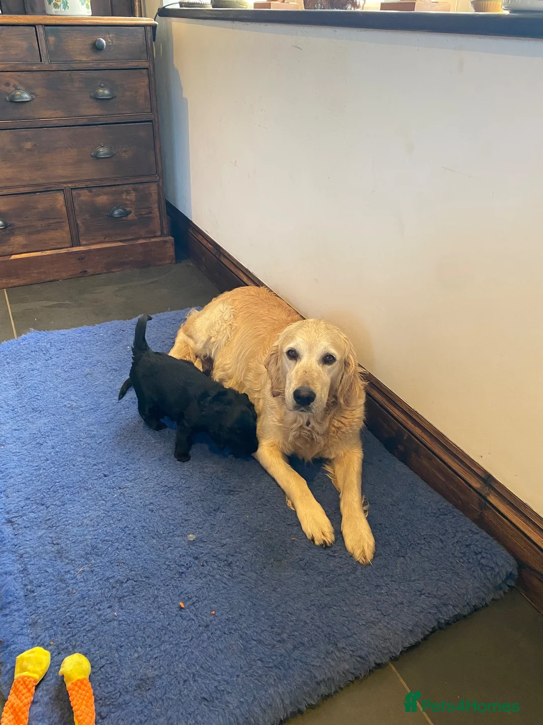Mixed Breed dogs for sale: Fabulous Golden x Flat coated retriever puppies. - Advert 2
