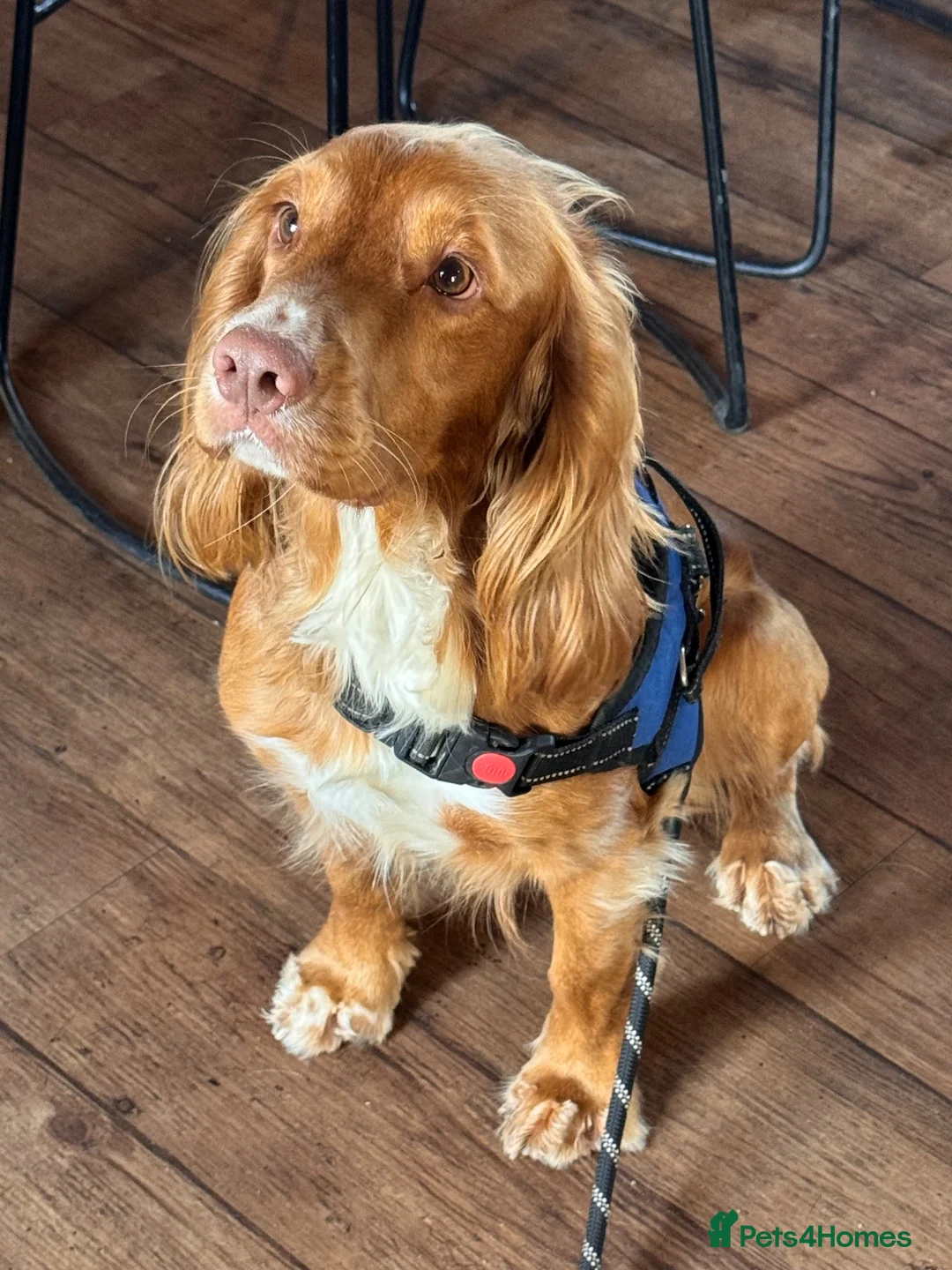 Cocker Spaniel dogs for stud: Simba working cocker spaniel  in Middlesbrough - Advert 1