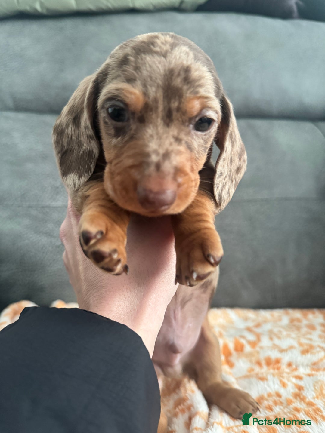 Miniature Dachshund dogs for sale: Male miniature Dachshund  - Advert 11