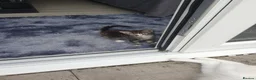 Mixed Breed cats for sale: Kittens.  - Advert 3