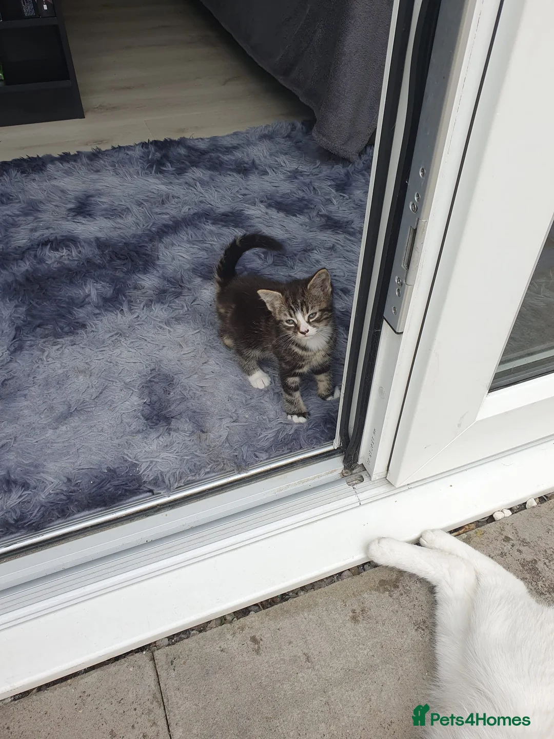 Mixed Breed cats for sale: Kittens.  - Advert 3