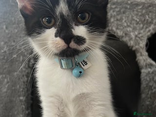 Mixed Breed cats Ready to go last Tuxedo Boy - Advert 16