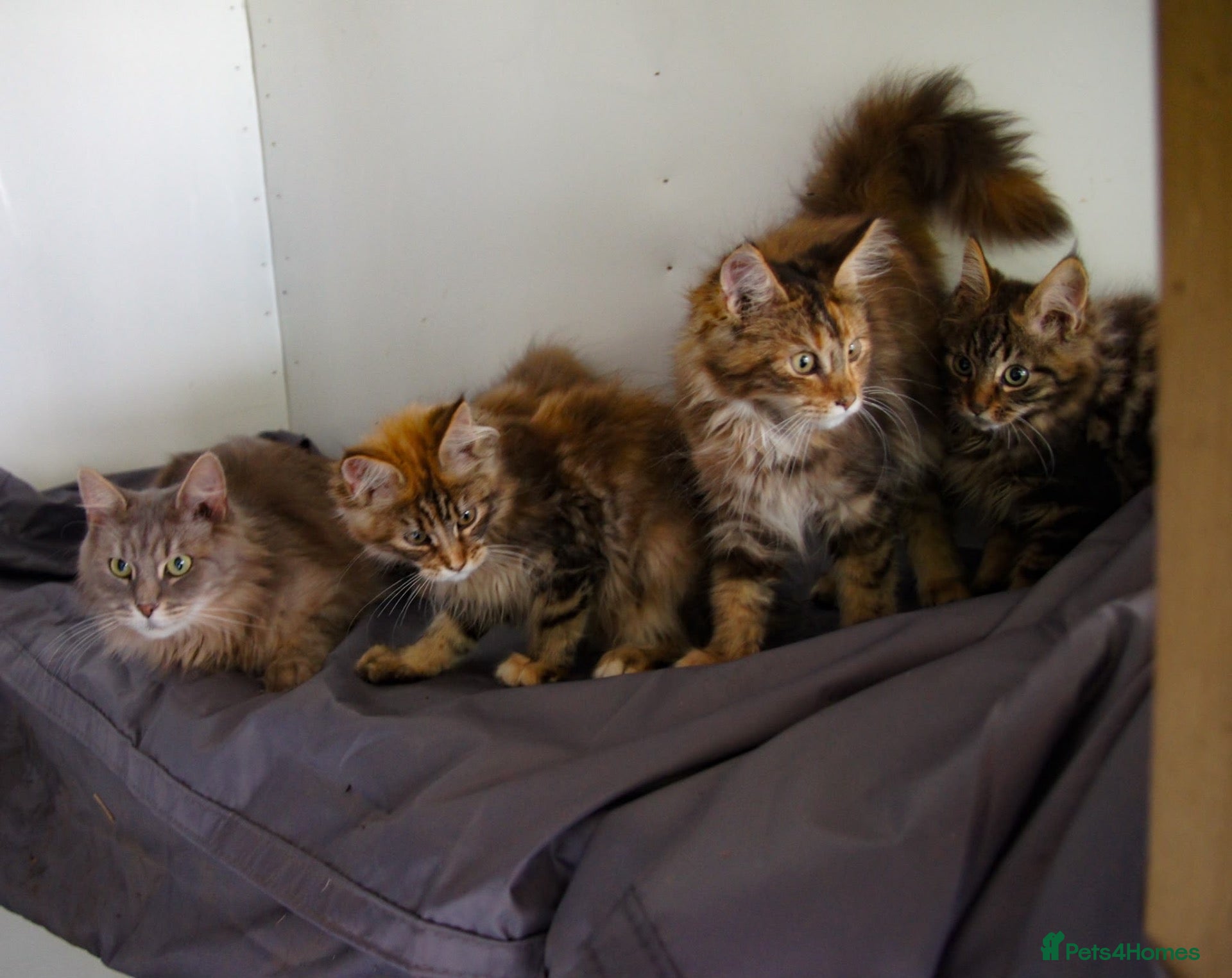 Maine Coon cats TICA Registered Maine Coon Kittens - Advert 1