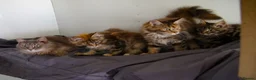Maine Coon cats for sale: TICA Registered Maine Coon Kittens - Advert 1