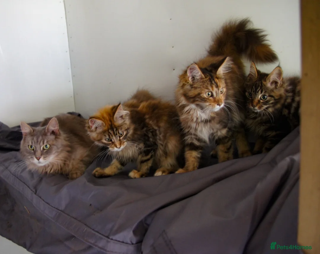 Maine Coon cats for sale: TICA Registered Maine Coon Kittens - Advert 1