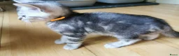 Bengal cats for sale: Silver and Snow Bengal girls - Advert 10