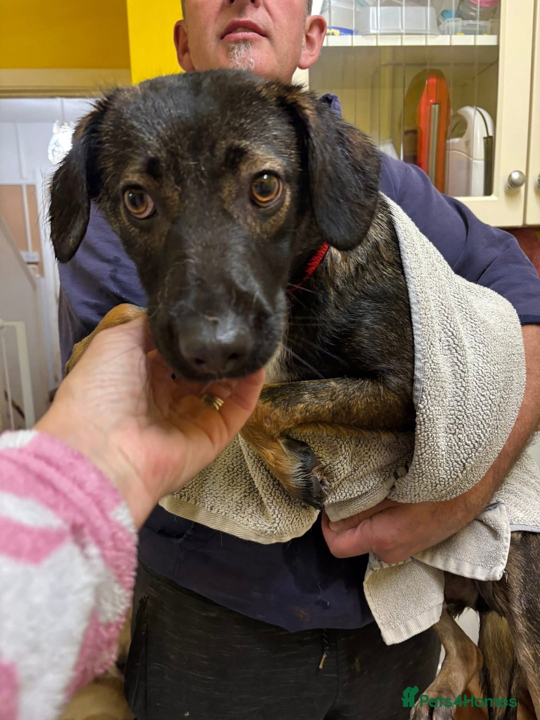 Mixed Breed dogs for adoption: Bubbles - Norwich Norfolk  - Advert 18