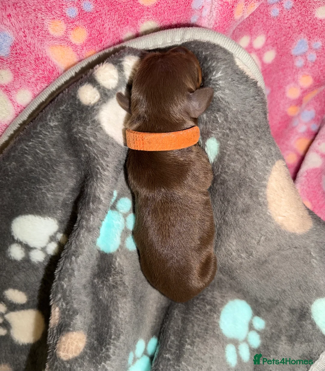 Miniature Dachshund dogs for sale: Miniature dachshund pups - Advert 3
