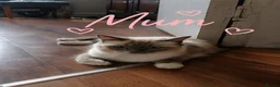 Ragdoll cats for sale: Beautiful Ragdoll kittens - Advert 1