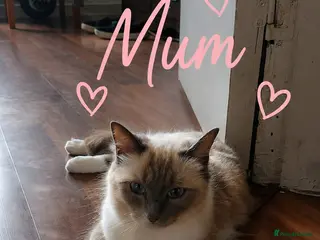 Ragdoll cats Beautiful Ragdoll kittens - Advert 5