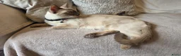 Burmese cats for sale: Burmese x kittens  - Advert 8