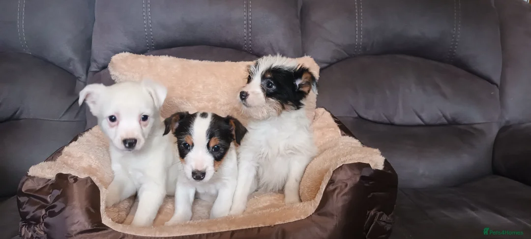 Jack Russell dogs for sale: Jack Russell puppies  - Advert 4