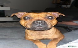 Staffordshire Bull Terrier dogs for sale: beautiful female red Staffordshire bullterrier - Image 1