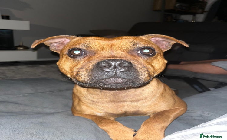 Staffordshire Bull Terrier dogs - Advert 1