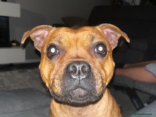 Staffordshire Bull Terrier dogs - Advert 22