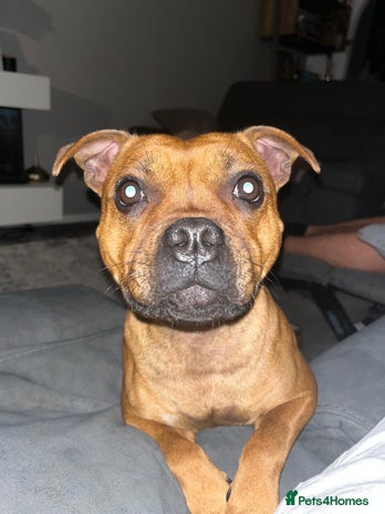 Staffordshire Bull Terrier dogs - Advert 1