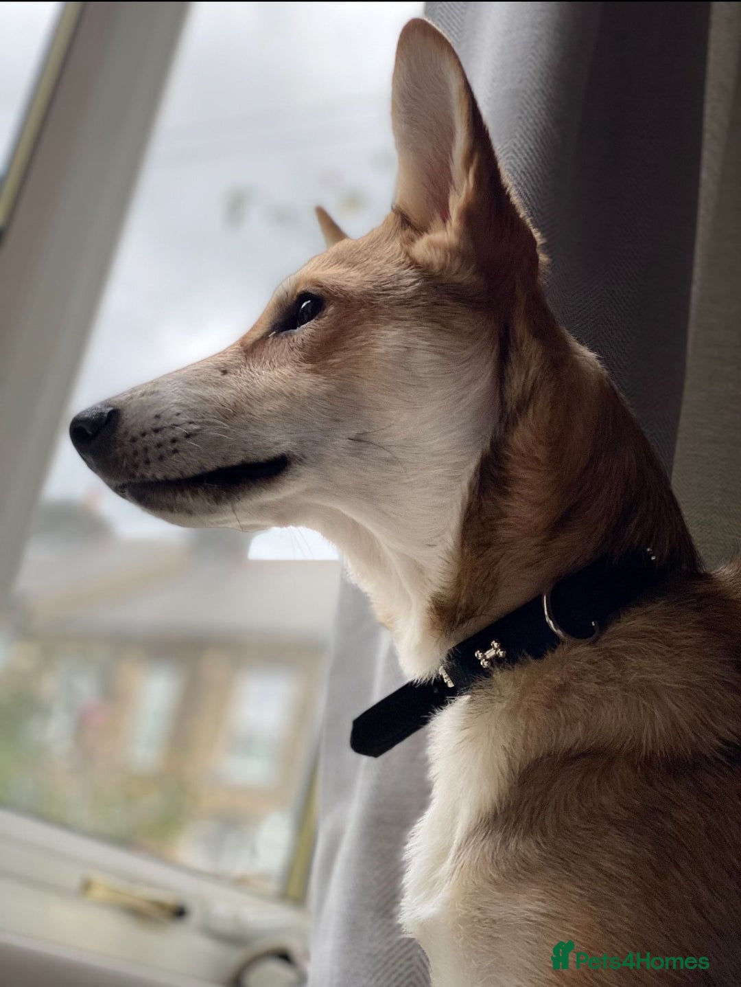 Mixed Breed dogs for adoption: Handsome Romolus  - Image 4