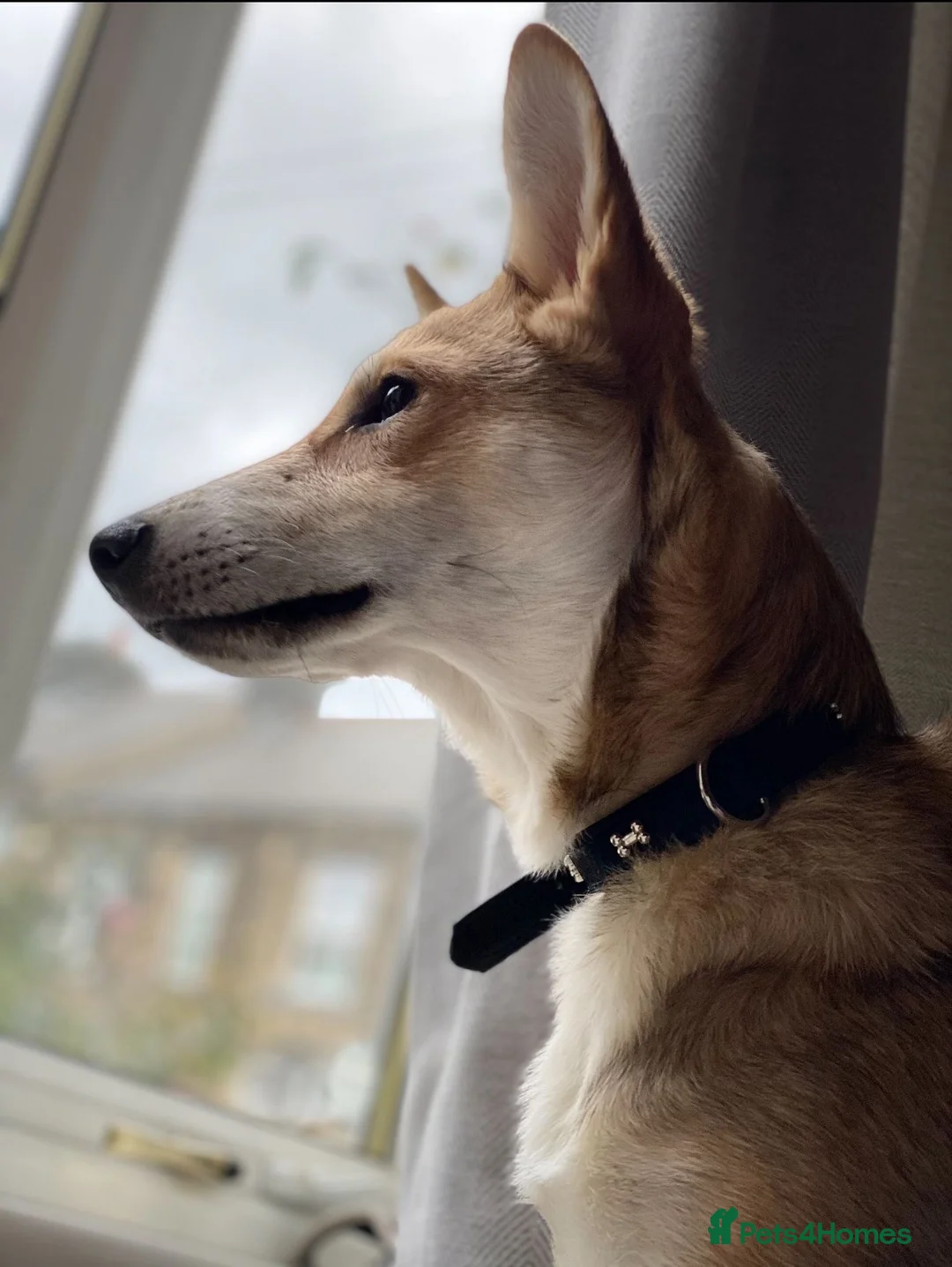 Mixed Breed dogs for adoption: Handsome Rom - Advert 5