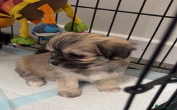 Mixed Breed dogs for sale: Tini Malchi puppies  - Image 2