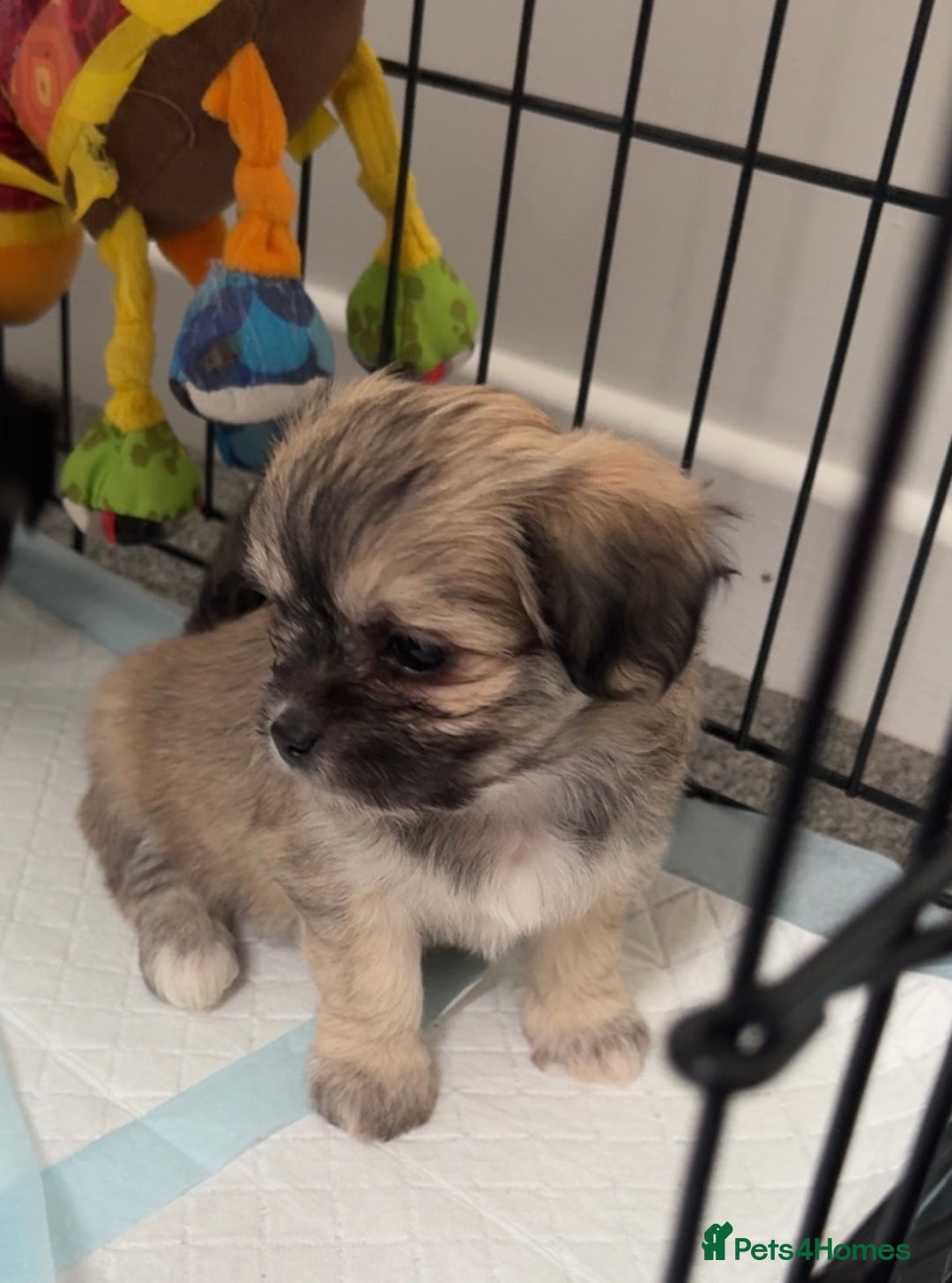 Mixed Breed dogs for sale: Tini Malchi puppies  - Image 2