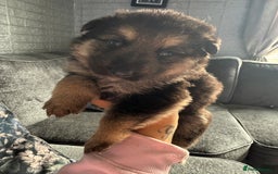 German Shepherd dogs for sale: German shepherd puppies  - Image 17