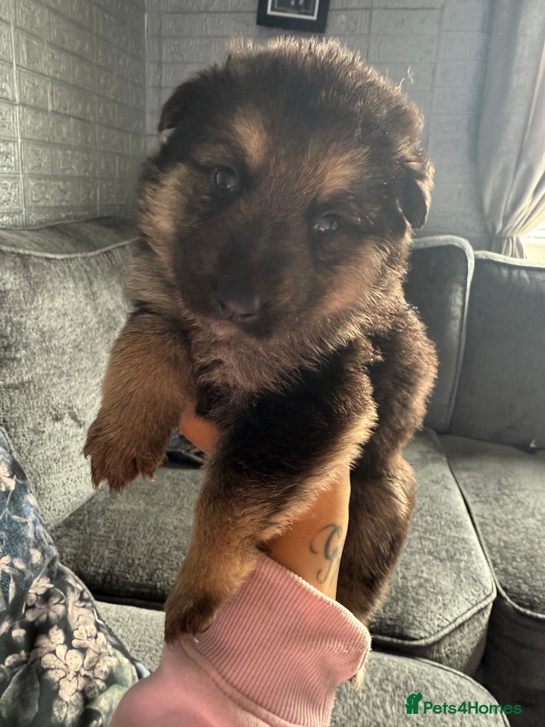 German Shepherd dogs for sale: German shepherd puppies  - Image 17