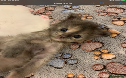 Maine Coon cats for sale: White Maine Coon GCCF - Image 31