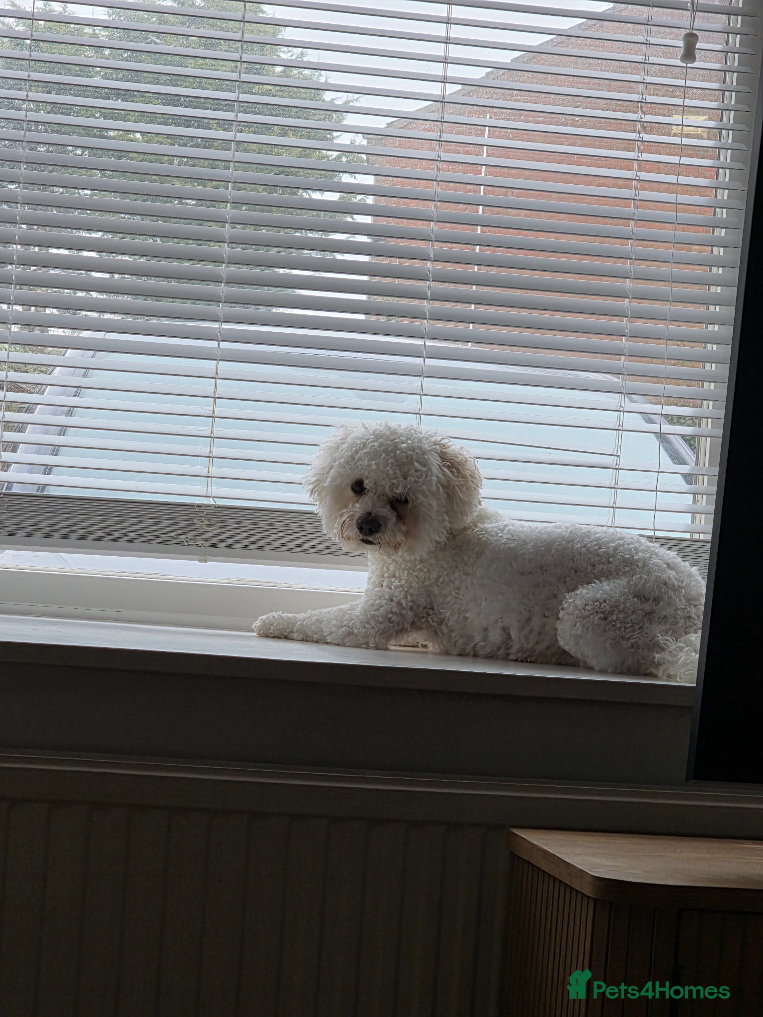 Bichon Frise dogs Dog for stud - Advert 1