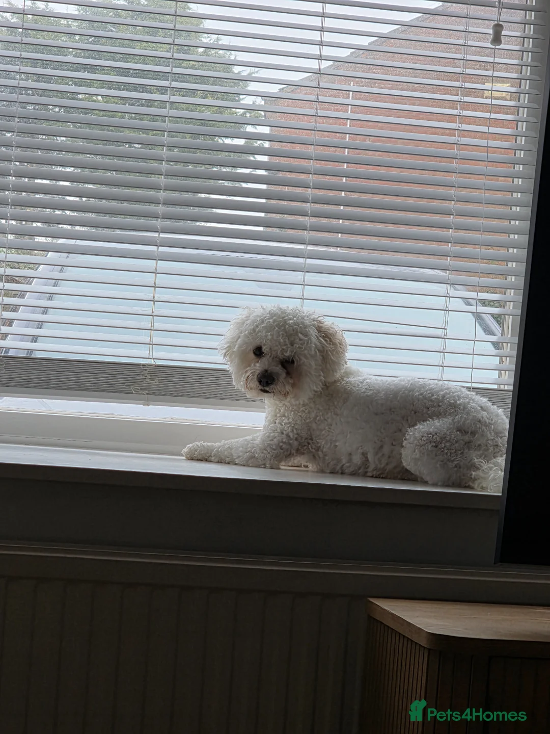 Bichon Frise dogs for stud: Dog for stud in Boston - Advert 1