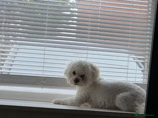 Bichon Frise dogs Dog for stud - Advert 4