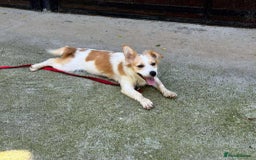 Mixed Breed dogs for adoption: PEGI, SARA & MIA - Image 10