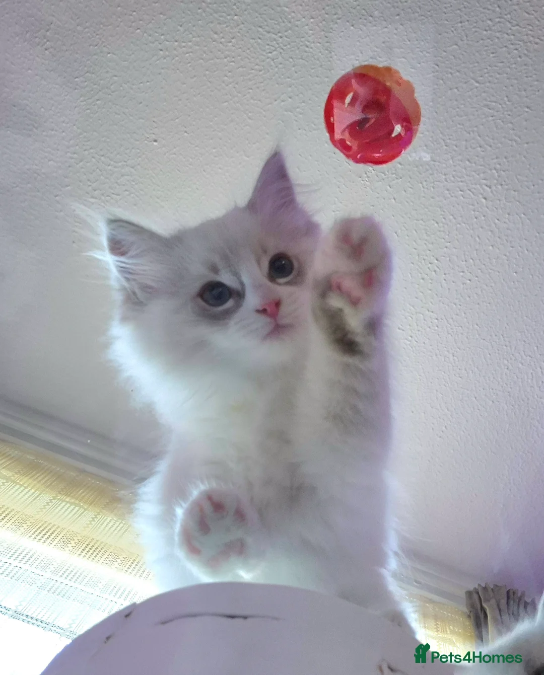 Ragdoll cats for sale: Ragdoll kittens looking for their forever home - Advert 2