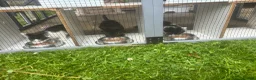 Mixed Breed cats for sale: 3 male kittens - Advert 7