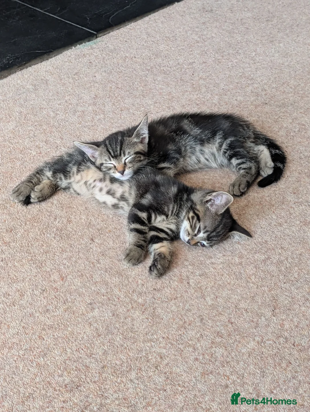 Domestic Shorthair cats for sale: Two beautiful male Tabby's  in Worcester - Advert 2