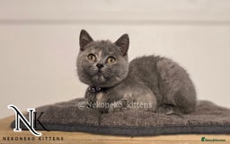 British Shorthair cats for sale: ❗️❗️2 LEFT❗️❗️CHUNKY ADORABLE FLUFF BALLS in Ilkeston - Image 6