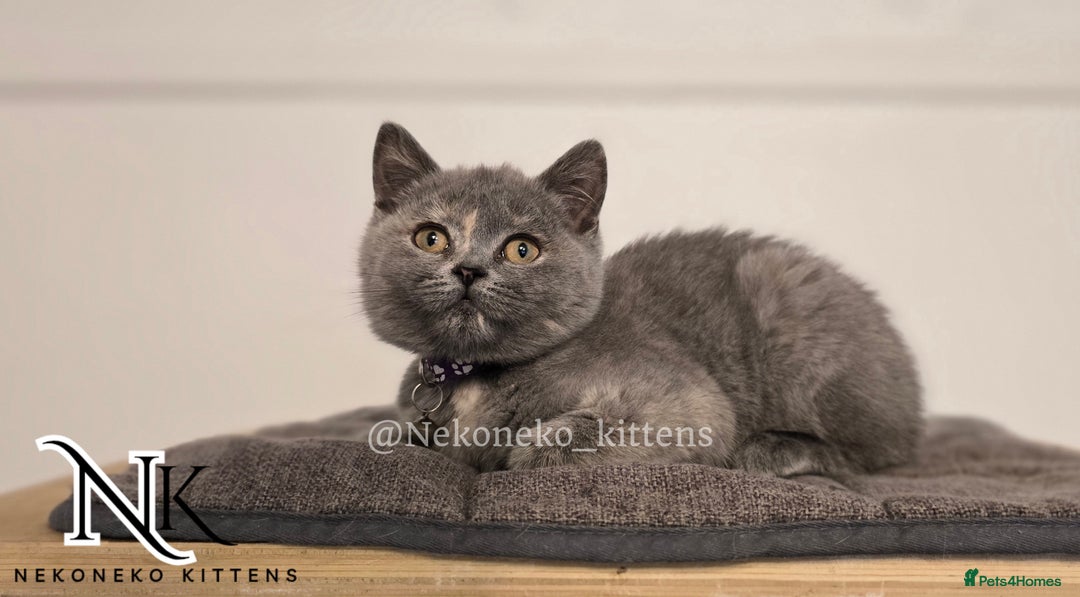 British Shorthair cats for sale: ❗️❗️2 LEFT❗️❗️CHUNKY ADORABLE FLUFF BALLS in Ilkeston - Image 6