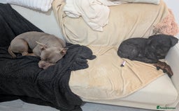 American Bulldog dogs for sale: Pocket bully 2 years old - Image 8