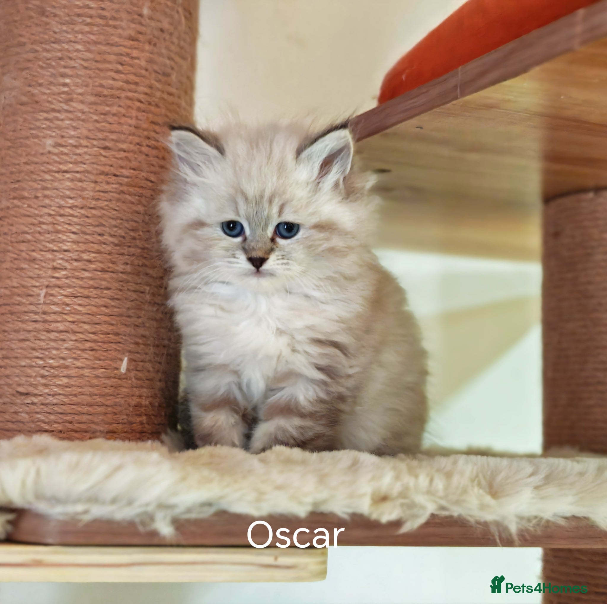 Siberian cats  Siberian babies from GCCF+TICA parents - Advert 2