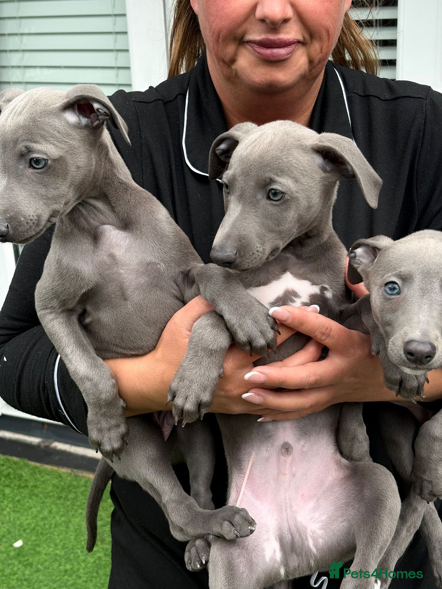 Whippet dogs Blue whippet puppies now £500 - Advert 4