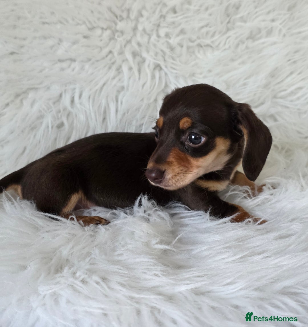 Miniature Dachshund dogs for sale: KC reg, gorgeous litter.5* Licensed. READY NOW  - Advert 13