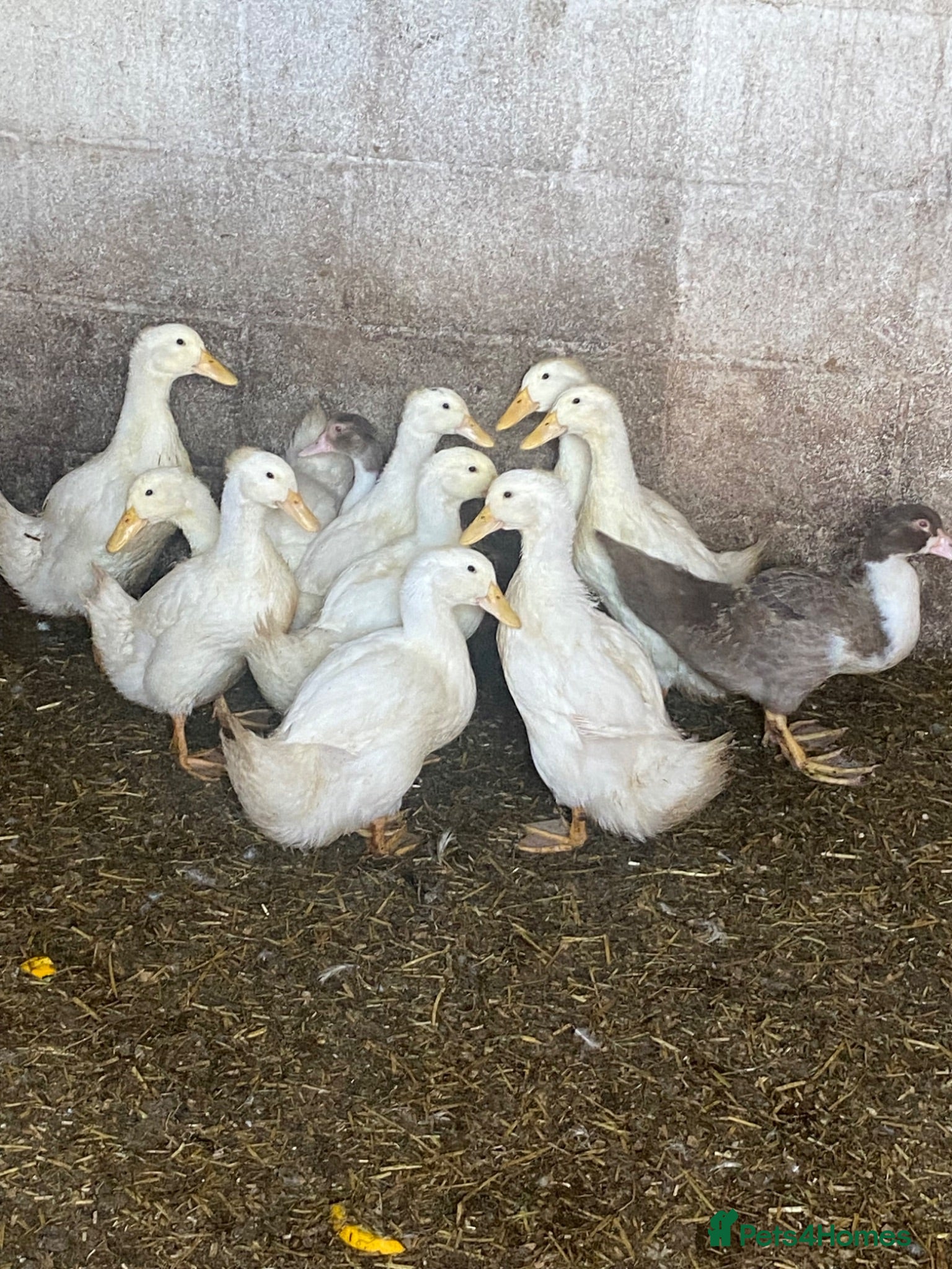 Ducks poultry Pekin Ducks - Advert 5