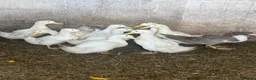 Ducks poultry for sale: Pekin Ducks - Advert 1