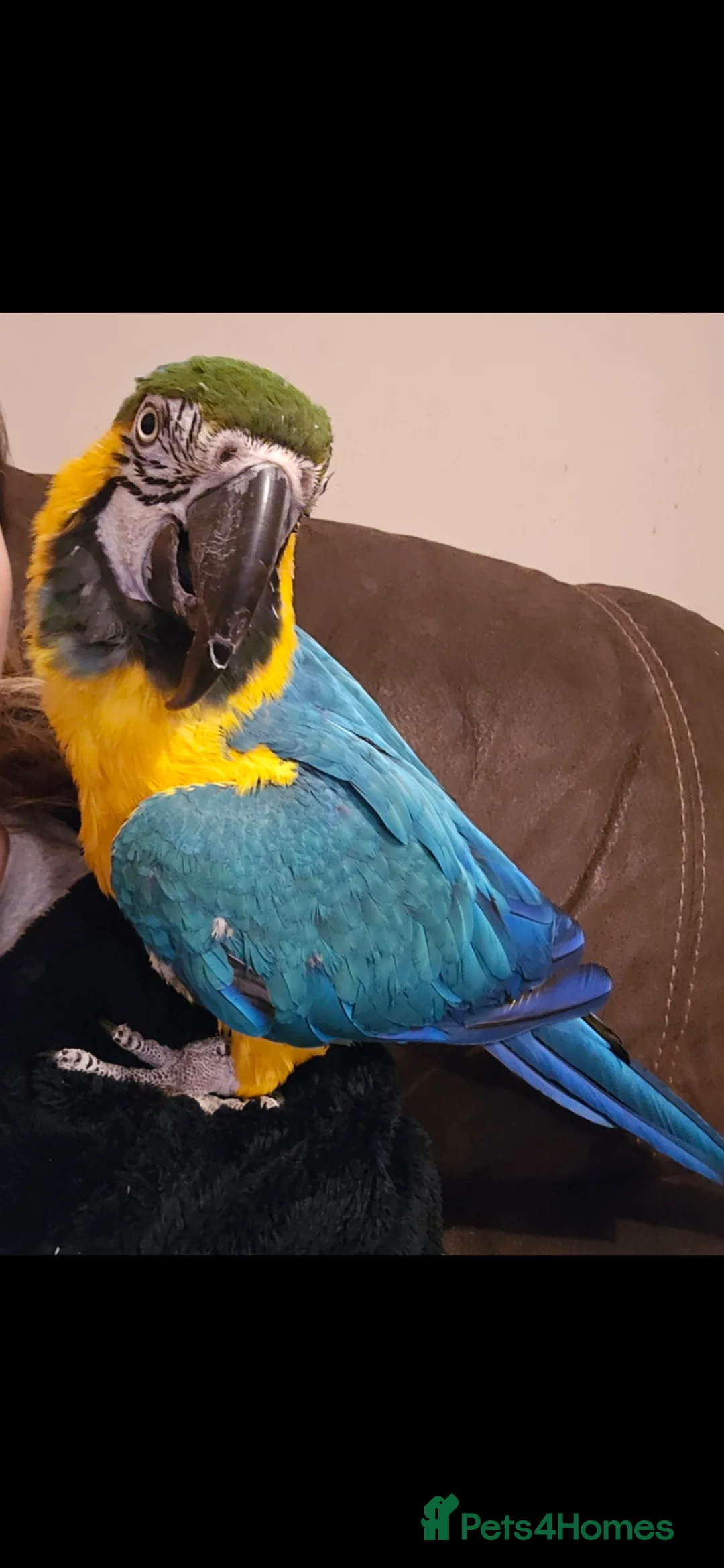 Macaws birds for sale: Blue and Gold macaw in Ipswich - Advert 2