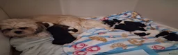 Mixed Breed dogs for sale: Lhasalier  - Advert 2